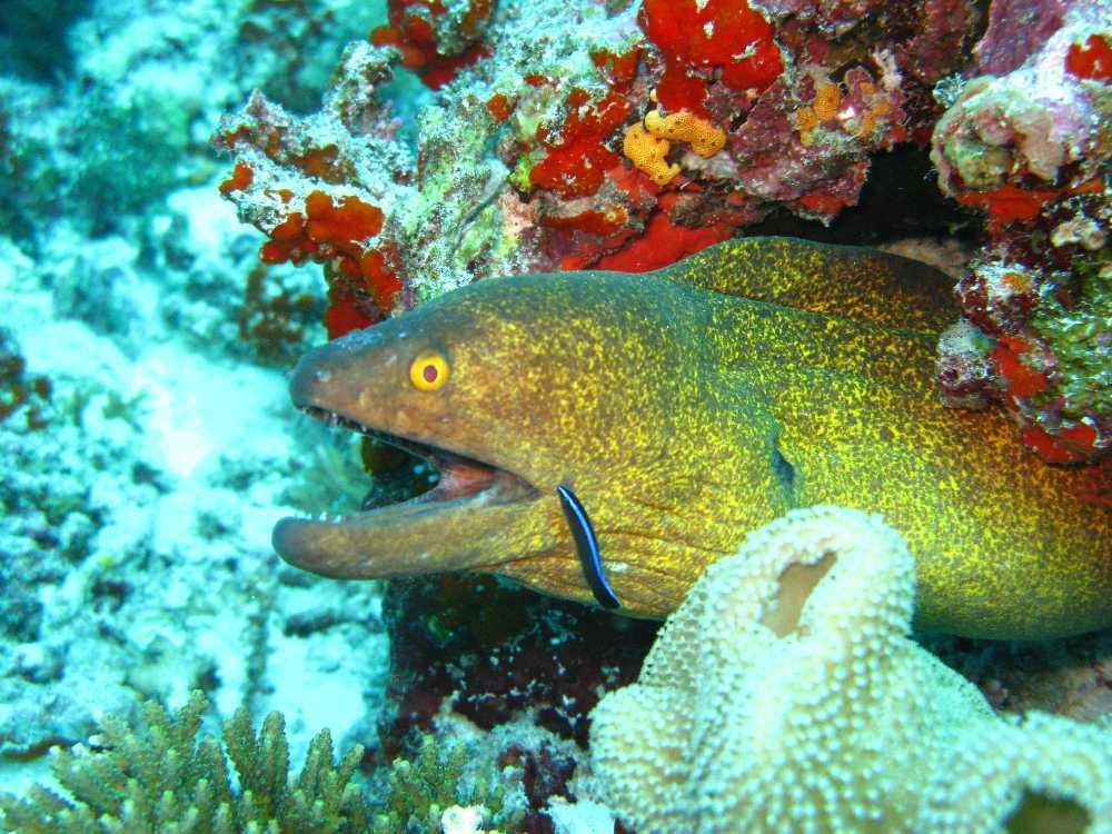 Elite Beach Inn Hulhumale Esterno foto